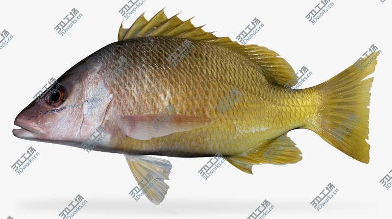 images/goods_img/2021040163/Saltwater fish collection 1/2.jpg